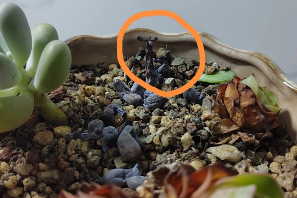 怎么养多肉婴儿手指,喜欢在微干的地方生长