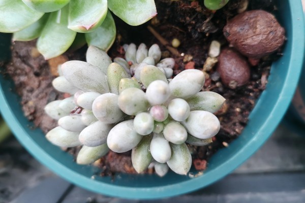 怎么养多肉婴儿手指,喜欢在微干的地方生长