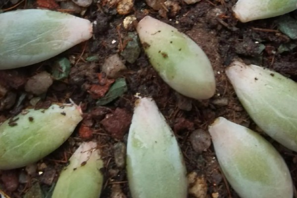 怎么养多肉婴儿手指,喜欢在微干的地方生长