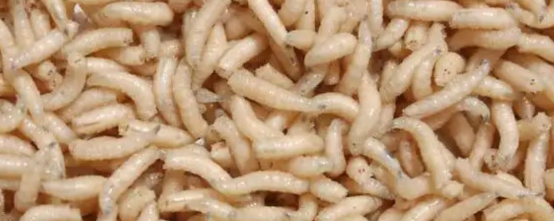 蝇蛆的养殖方法，不要让其种群进入自然环境