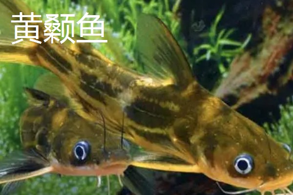野生黄颡鱼最大可以长多大，能长到0.2-0.8斤左右