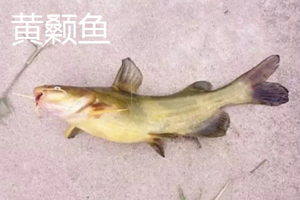 野生黄颡鱼最大可以长多大，能长到0.2-0.8斤左右