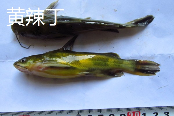 野生黄颡鱼最大可以长多大，能长到0.2-0.8斤左右