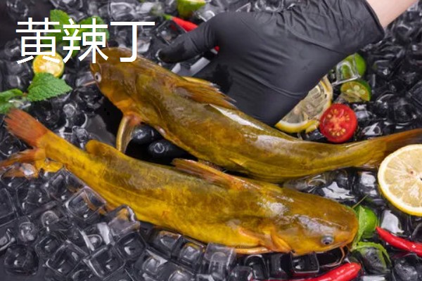 野生黄颡鱼最大可以长多大，能长到0.2-0.8斤左右