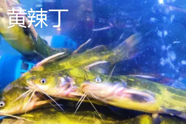 野生黄颡鱼最大可以长多大，能长到0.2-0.8斤左右