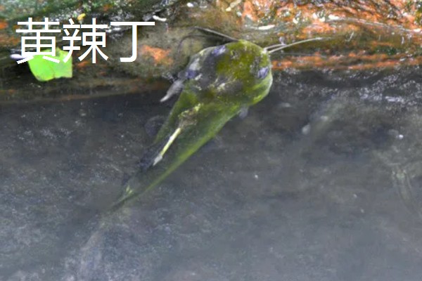 野生黄颡鱼最大可以长多大，能长到0.2-0.8斤左右
