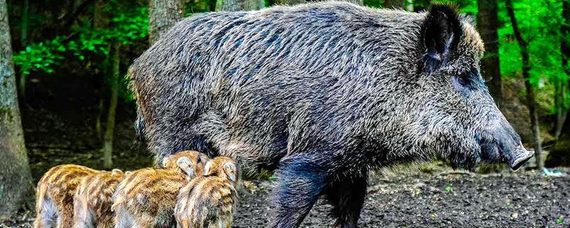 野猪的外貌特征，身上有纵向的深褐色的条纹