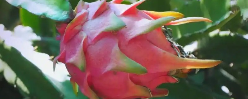 为什么火龙果只开花不结果，可能嫁接的砧木是霸王花