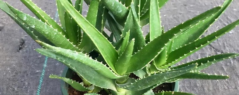 芦荟的养殖方式，夏季每隔2-3天浇一次水