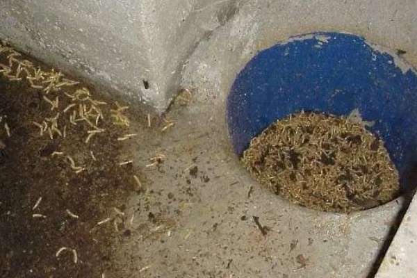 蝇蛆的养殖方法，不要让其种群进入自然环境