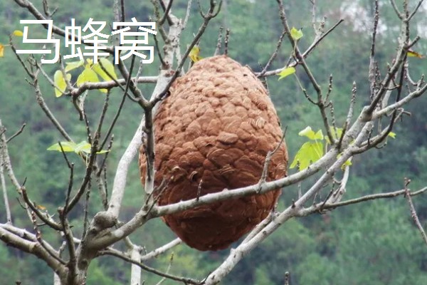 马蜂窝会不会自己搬走，环境严重不适时会自己搬走