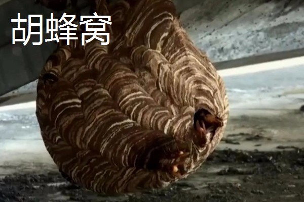 马蜂窝会不会自己搬走，环境严重不适时会自己搬走