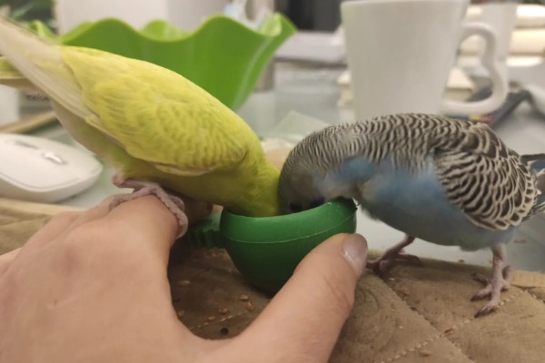 虎皮鹦鹉冬天低于多少度会死，低于0度会冻死