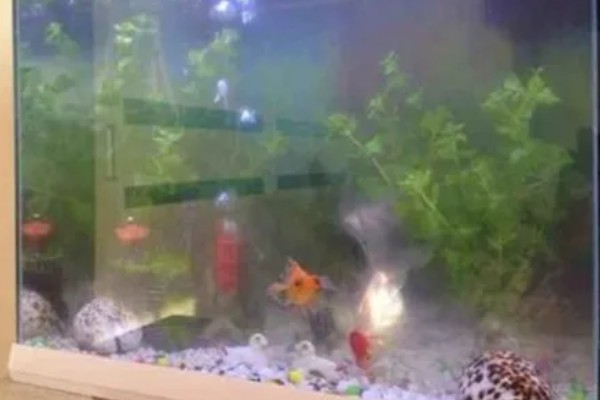鱼缸什么时候加盐，最好还是不要经常加入盐
