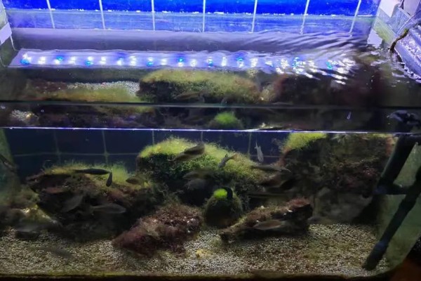 鱼缸什么时候加盐，最好还是不要经常加入盐
