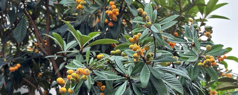 枇杷树对风水有哪些作用，有利于保佑家宅等