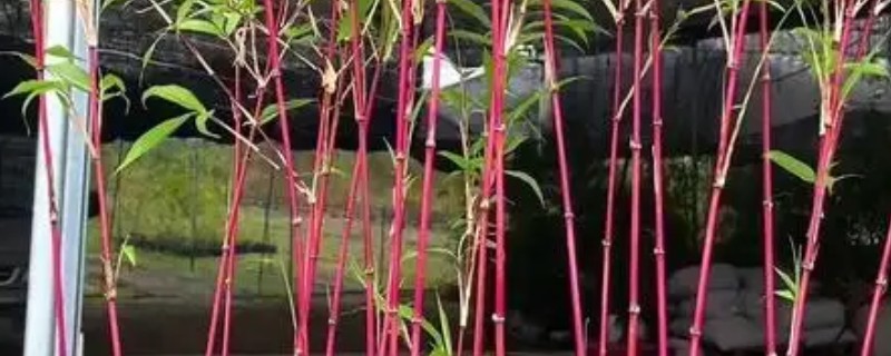 竹子变红的窍门，将其放在阳光直射的环境下暴晒