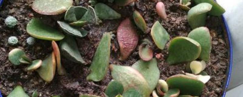 燕子掌如何扦插，在春秋两个季节进行