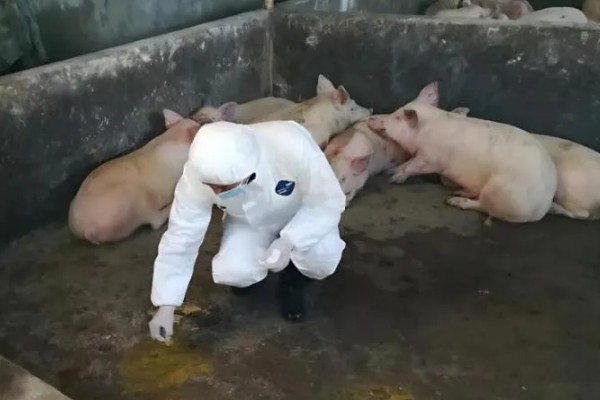 小猪泪斑的原因，可能是正气不足或传染病所致