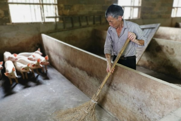 小猪泪斑的原因，可能是正气不足或传染病所致