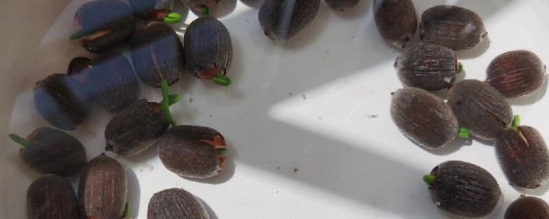 莲花种子怎么种植,春季5月份种植为佳