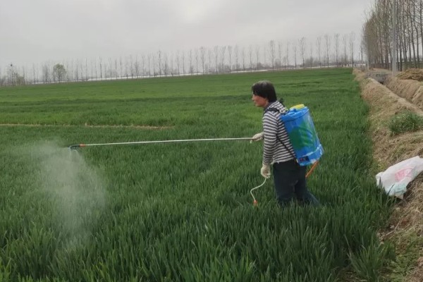 怎样在雨季提高农药施用效果，可选用内吸性农药