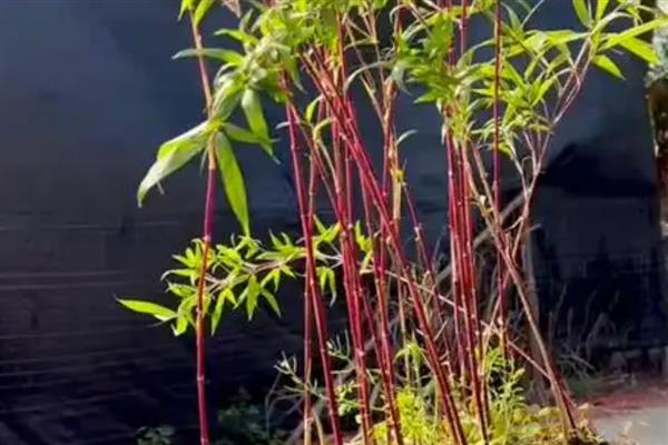 竹子变红的窍门，将其放在阳光直射的环境下暴晒