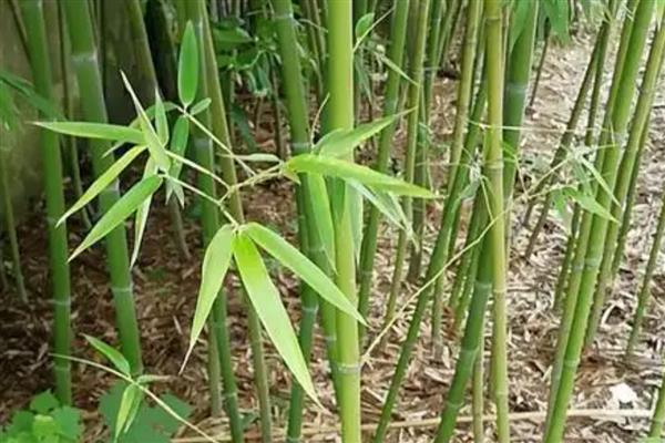 竹子变红的窍门，将其放在阳光直射的环境下暴晒