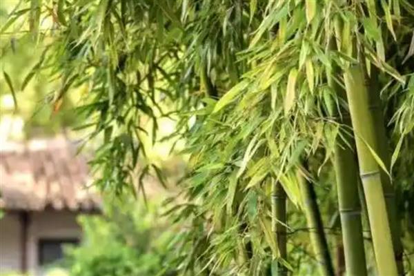 竹子变红的窍门，将其放在阳光直射的环境下暴晒