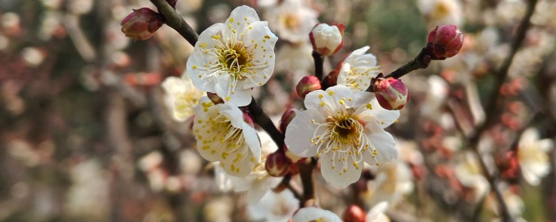 梅花有什么雅称，梅花的雅称是清客
