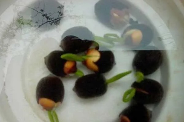 莲花种子怎么种植，春季5月份种植为佳