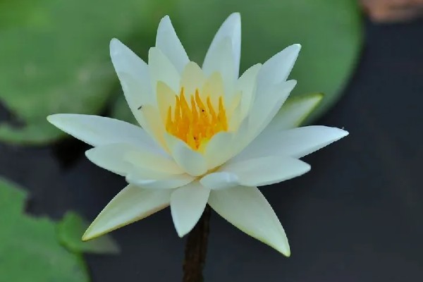 莲花种子怎么种植，春季5月份种植为佳