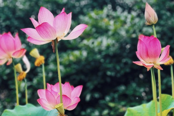 莲花种子怎么种植，春季5月份种植为佳