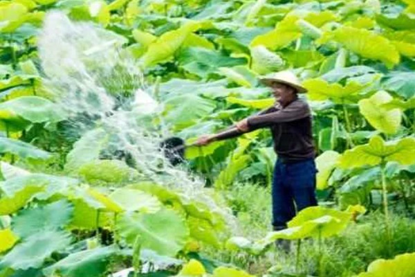 莲花种子怎么种植，春季5月份种植为佳