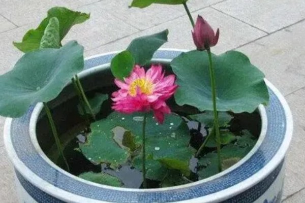 莲花种子怎么种植，春季5月份种植为佳