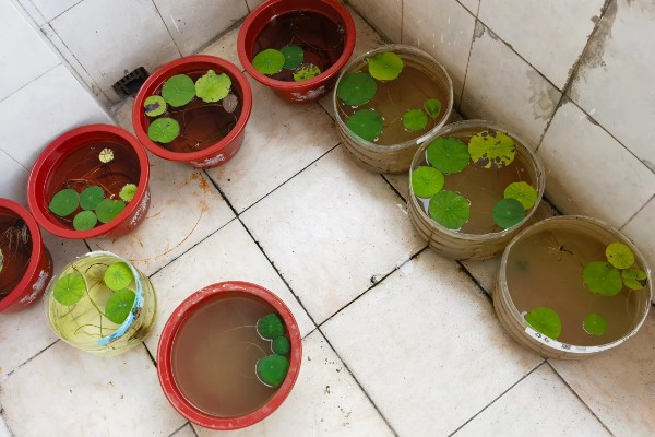 莲花种子怎么种植，春季5月份种植为佳