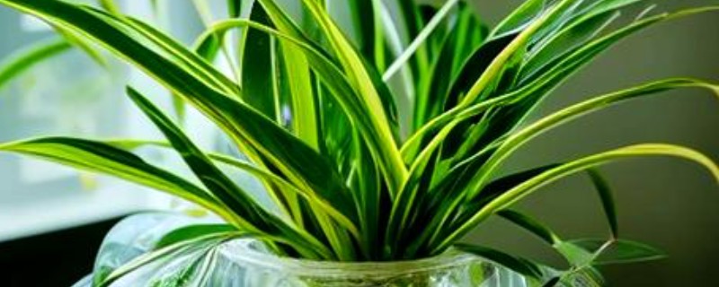 吊兰如何水培才能爆盆，放在向阳处养护可以增强长势