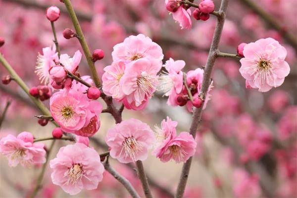 梅花有什么雅称，梅花的雅称是清客