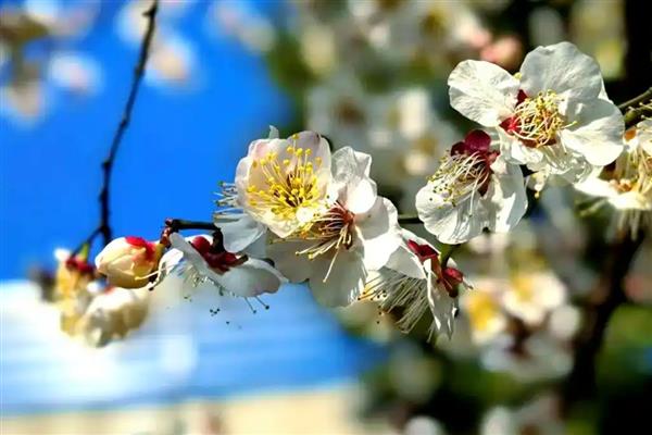 梅花有什么雅称，梅花的雅称是清客