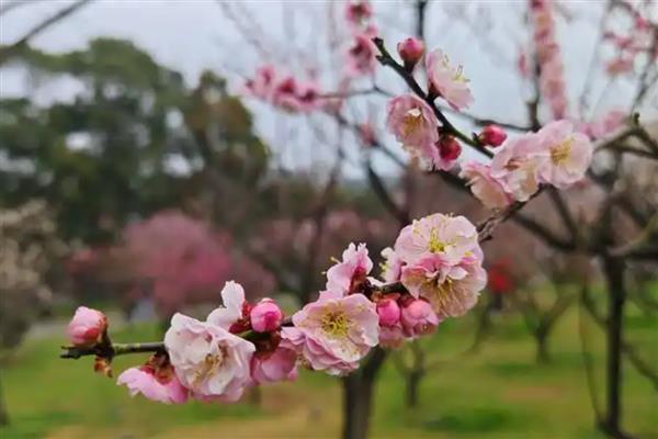 梅花有什么雅称，梅花的雅称是清客
