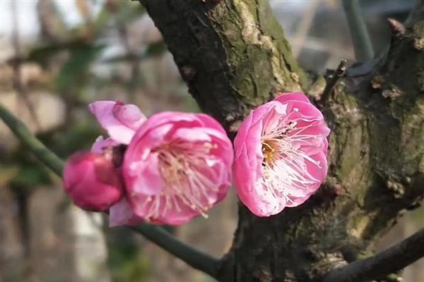 梅花有什么雅称，梅花的雅称是清客