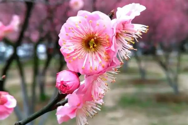 梅花有什么雅称，梅花的雅称是清客