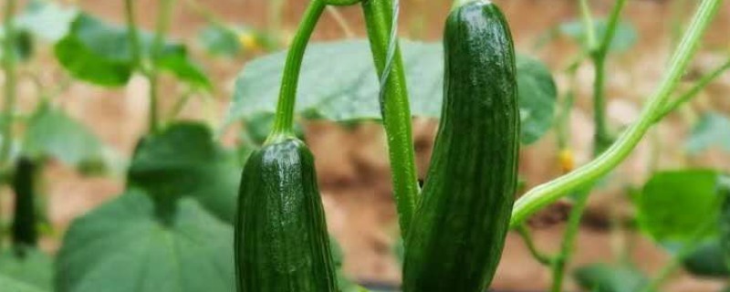 怎么种小黄瓜，通常在4月份左右播种