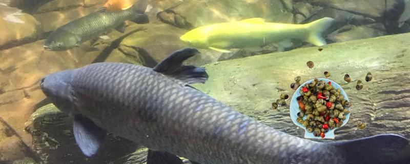 青鱼一亩能养多少条，精养青鱼1500-2000尾