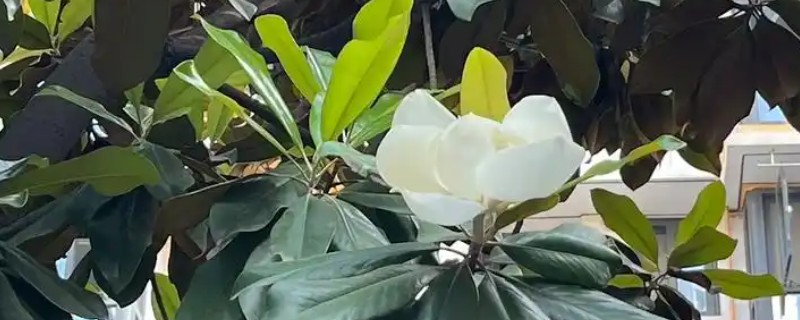 树上开大白花是哪种树，是广玉兰