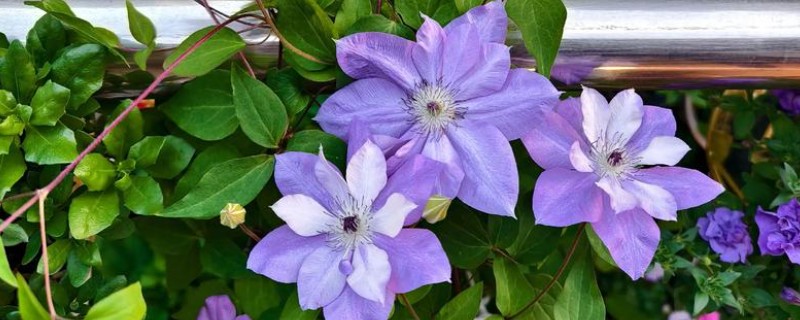 铁线莲黄叶的原因，可能是施肥单一所致