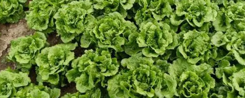生菜的种植时间,通常是在春秋两季进行