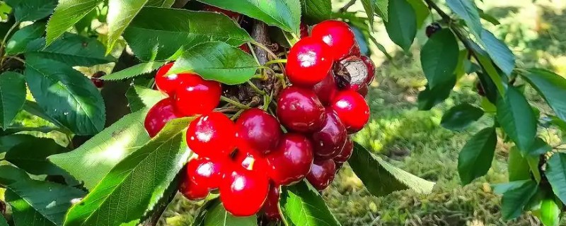 车厘子与樱桃有什么区别,外观、口感、成熟时间均不同