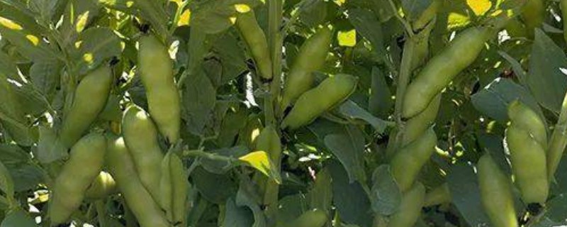 羽状复叶的植物品种，常见的有蚕豆、月季等