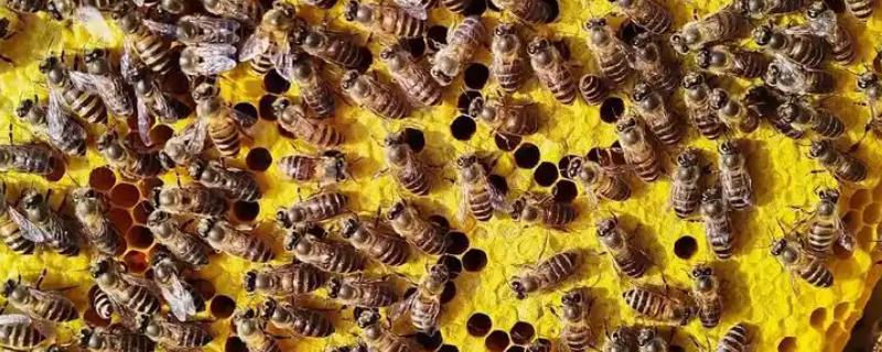 山东蜜蜂秋繁的时间，一般8月中旬至8月下旬开始